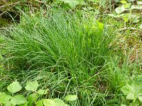 Carex flacca 17, Zeegroene zegge, Saxifraga-Rutger Barendse