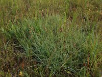 Carex flacca 23, Zeegroene zegge, Saxifraga-Hans Boll