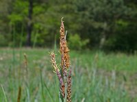 Carex flacca 24, Zeegroene zegge, Saxifraga-Jeroen Willemsen