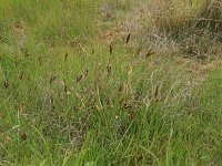 Carex flacca 25, Zeegroene zegge, Saxifraga-Hans Boll