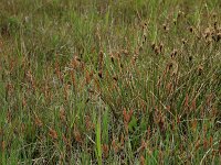 Carex flacca 26, Zeegroene zegge, Saxifraga-Hans Boll