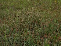 Carex flacca 28, Zeegroene zegge, Saxifraga-Hans Boll