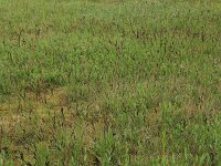 Carex flacca 30, Zeegroene zegge, Saxifraga-Hans Boll