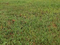 Carex flacca 31, Zeegroene zegge, Saxifraga-Hans Boll