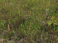 Carex flacca 32, Zeegroene zegge, Saxifraga-Hans Boll