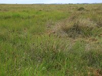 Carex flacca 36, Zeegroene zegge, Saxifraga-Hans Boll