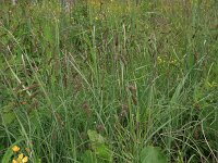 Carex flacca 37, Zeegroene zegge, Saxifraga-Hans Boll