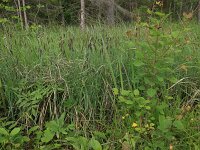 Carex flacca 38, Zeegroene zegge, Saxifraga-Hans Boll