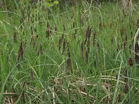 Carex flacca 39, Zeegroene zegge, Saxifraga-Hans Boll