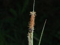 Carex flacca 4, Zeegroene zegge, Saxifraga-Jan van der Straaten