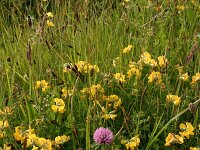 Carex flacca 7, Zeegroene zegge, Saxifraga-Hans Boll