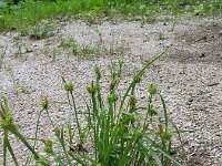 Carex flava 15, Gele zegge, Saxifraga-Jasenka Topic