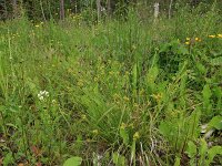 Carex flava 23, Gele zegge, Saxifraga-Hans Boll