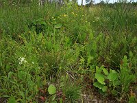 Carex flava 25, Gele zegge, Saxifraga-Hans Boll