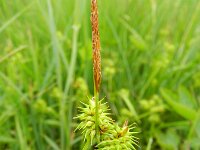 Carex flava 29, Gele zegge, Saxifraga-Rutger Barendse