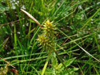 Carex flava 30, Gele zegge, Saxifraga-Hans Grotenhuis