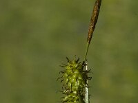 Carex flava 4, Gele zegge, Saxifraga-Marijke Verhagen
