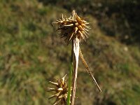 Carex flava 6, Gele zegge, Saxifraga-Rutger Barendse