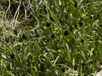 Carex foetida