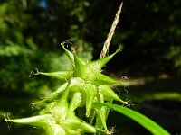 Carex grayi