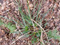 Carex grayi 3, Saxifraga-Rutger Barendse
