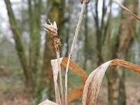 Carex grayi 4, Saxifraga-Rutger Barendse