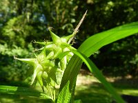 Carex grayi 6, Saxifraga-Rutger Barendse