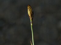 Carex halleriana
