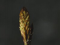 Carex halleriana 2, Saxifraga-Jan van der Straaten