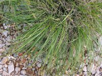 Carex halleriana 3, Saxifraga-Jasenka Topic