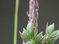 Carex halleriana 7, Saxifraga-Rutger Barendse
