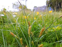 Carex hirta 15, Ruige zegge, Saxifraga-Ed Stikvoort