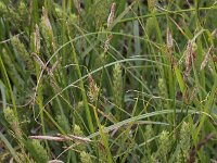 Carex hirta 8, Ruige zegge, Saxifraga-Peter Meininger