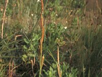 Carex hispida 2, Saxifraga-Inigo Sanchez
