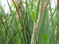 Carex hispida 4, Saxifraga-Rutger Barendse