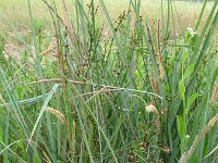 Carex hispida 5, Saxifraga-Rutger Barendse