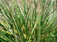 Carex hordeistichos