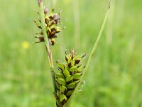 Carex hostiana 10, Blonde zegge, Saxifraga-Rutger Barendse