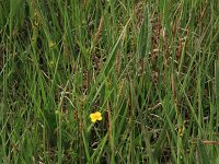 Carex hostiana 13, Blonde zegge, Saxifraga-Hans Boll