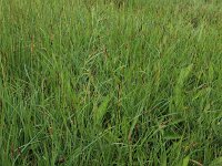 Carex hostiana 15, Blonde zegge, Saxifraga-Hans Boll