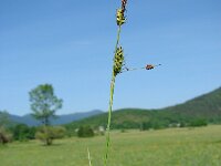 Carex hostiana 2, Blonde zegge, Saxifraga-Jasenka Topic