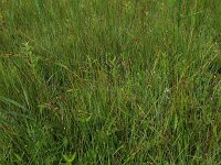 Carex hostiana 20, Blonde zegge, Saxifraga-Hans Boll