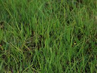 Carex hostiana 21, Blonde zegge, Saxifraga-Hans Boll