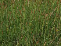 Carex hostiana 22, Blonde zegge, Saxifraga-Hans Boll