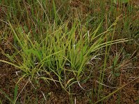 Carex hostiana 23, Blonde zegge, Saxifraga-Hans Boll