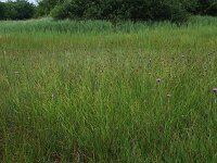Carex hostiana 25, Blonde zegge, Saxifraga-Hans Boll
