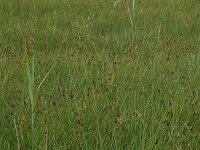 Carex hostiana 26, Blonde zegge, Saxifraga-Hans Boll