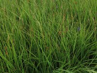 Carex hostiana 27, Blonde zegge, Saxifraga-Hans Boll