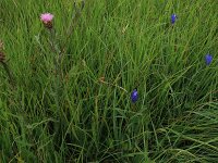 Carex hostiana 28, Blonde zegge, Saxifraga-Hans Boll