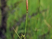 Carex hostiana 6, Blonde zegge, Saxifraga-Hans Dekker